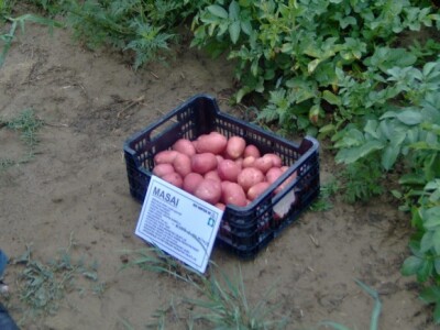 Nova sorta crvenog krumpira-Masai