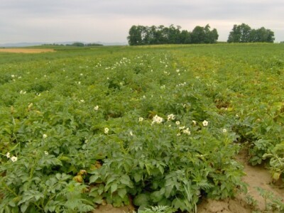 Brojne sorte su u cvatu