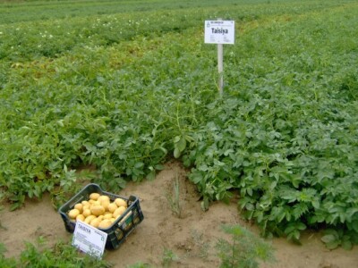 Međimurje je među vodećim hrvatskim krajevima po proizvodnji krumpira