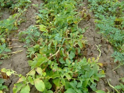 Neke sorte nisu najbolje podnijele izmjene kišnih i vrlo toplih razdoblja