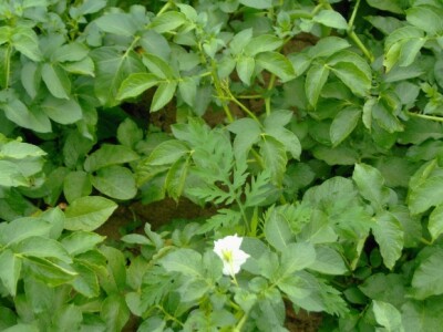 I dio na kojem se zaštita obavljala u skladu sa savjetima stručnjaka