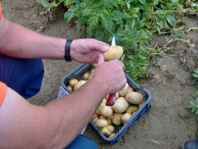 Neki su htjeli provjeriti ne krije li se iza lijep vanjštine bolestan krumpir?!