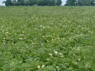 Nadaleko poznata međimurska polja krumpira