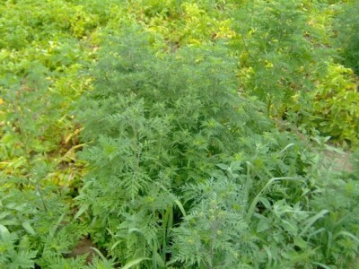 Borba s ambrozijom kao da nema kraja