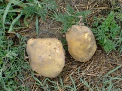 Krumpir koji je svojom veličinom zadivio prisutne