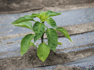 Plastenici Dimitrija Đurđevića iz Malih Radinaca