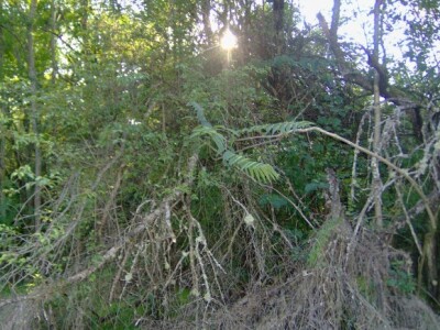 Šljive u vrtu su obrasli korovi