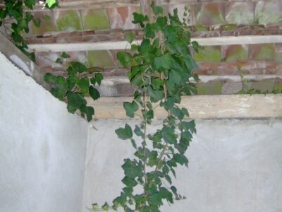 Korov raste i kroz krov