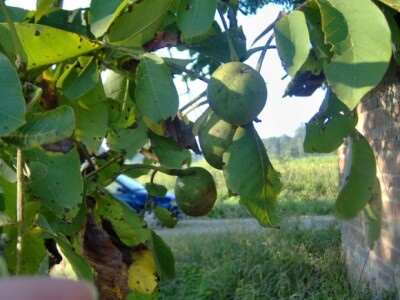 Orah uz jednu kuću ove će godine odlično roditi