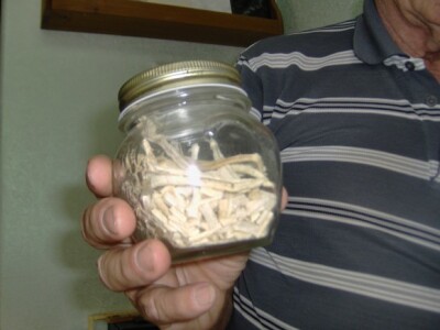 Ogledni primjerci korijena nekih biljaka