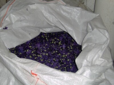 Suhi cvijet crnog slijeza