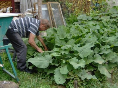Franjo i u svom vrtu sadi neke ljekovite biljke