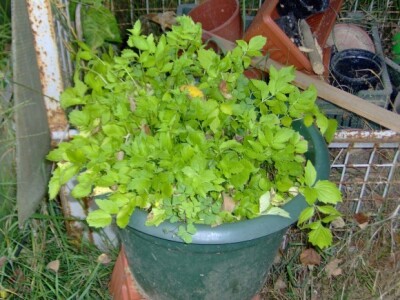 Valerijana u dvorištu Palfijevih