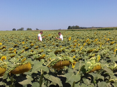 Tko je rekao da suncokret u Podravini ne uspijeva?
