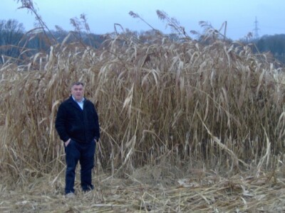 Nakon prvih mrazeva sirak je izgubio boju, ali ne i kvalitetu