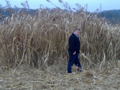 Nakon prvih mrazeva sirak je izgubio boju, ali ne i kvalitetu