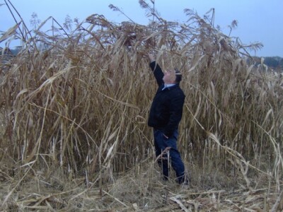 Biljke narastu između tri i četiri metra