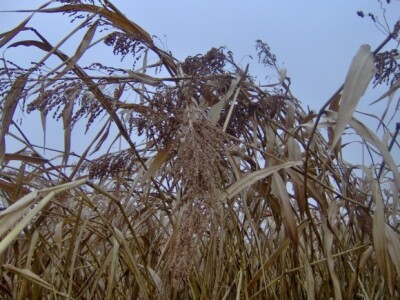 Nakon prvih mrazeva sirak je izgubio boju, ali ne i kvalitetu
