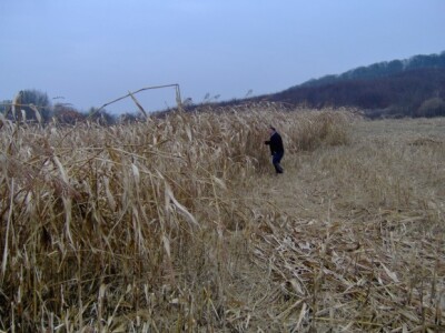 Nakon prvih mrazeva sirak je izgubio boju, ali ne i kvalitetu