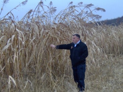 Dragutin Čižmak na parceli prije početka siliranja