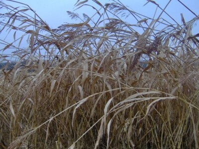 Nakon prvih mrazeva sirak je izgubio boju, ali ne i kvalitetu