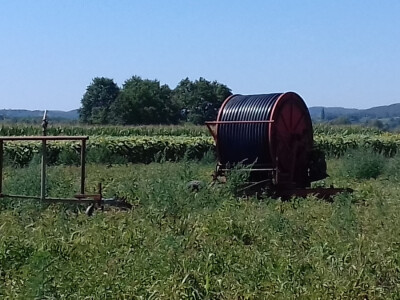 Krumpir obavezno zalijevaju