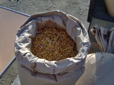 Kukuruz u zrnu od kune do 1,20 kn/kg