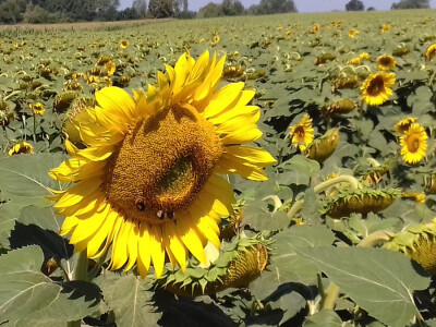 OPG Plantak ga ima na 10 ha