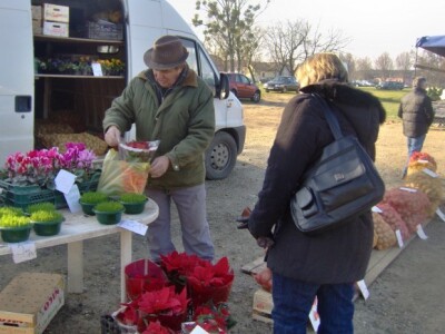 Ne bacajte ih kad im otpadne lišće, jer niknut će novo