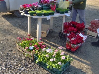 A vani možete posaditi tratinčice