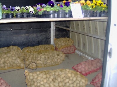 Sezona je i maćuhica