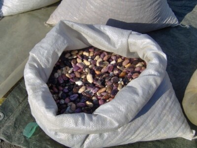 Debeli, šareni grah keber