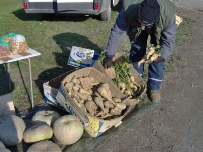Turkinje, pastrnjak i peršin