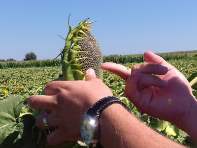 Cvjetovi se suše, a zrnje polako nalijeva