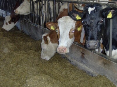 Panići stalno imaju između 180 i 200 grla