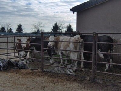 Vani su uglavnom junice i krave koje čekaju mlade