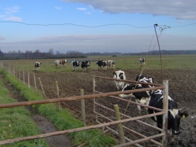 Boravak vani je dobar za zdravlje stoke
