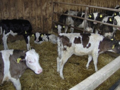 Bave se i tovom junadi