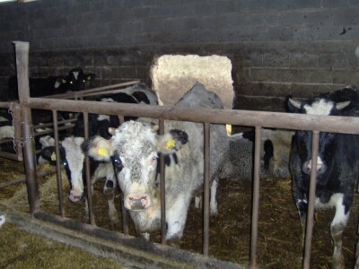 Stoka može van kad poželi