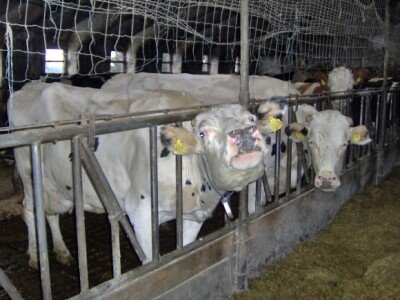 Stoka je holstajn i simentalske pasmine