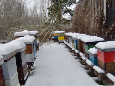 Košnice pod snijegom