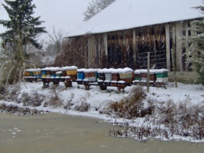 Dio košnica nalazi se kraj ribnjaka