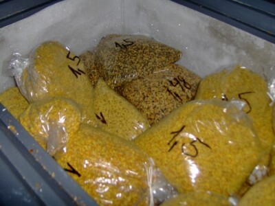 Zrna peluda čuvaju se u škrinji