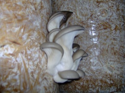 Gljive rastu kroz otvore na vrećama Gljive rastu kroz otvore na vrećama