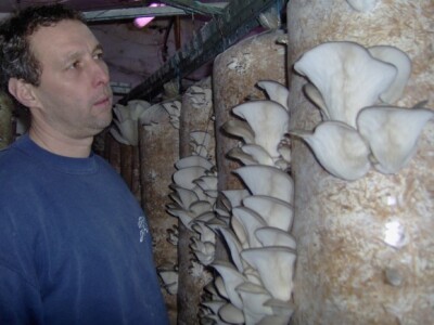 Navečer se beru za jutarnju prodaju Navečer se beru za jutarnju prodaju