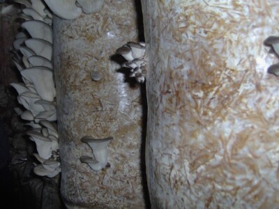 Temperatura mora biti između 14 i 18 stupnjeva Temperatura mora biti između 14 i 18 stupnjeva