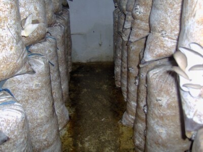 A vlaga iznad 80 A vlaga iznad 80