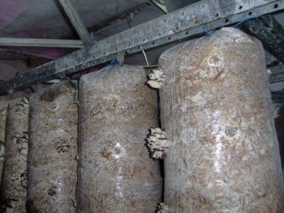 Vreće iz kojih su gljive tek počele nicati Vreće iz kojih su gljive tek počele nicati