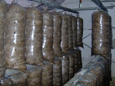 Čekanje na prvi urod Čekanje na prvi urod