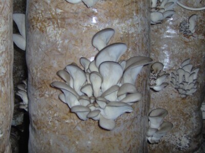 Prodaju ih na koprivničkoj tržnici Prodaju ih na koprivničkoj tržnici